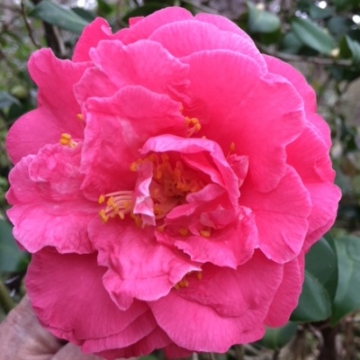 Elizabeth Dowd Rose